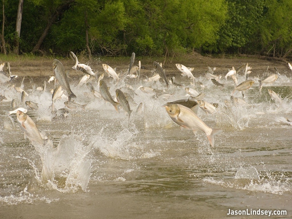 Jumping Asian Carp | The Land Report