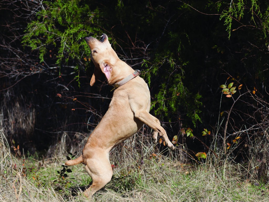 Mountain cur breeders store association