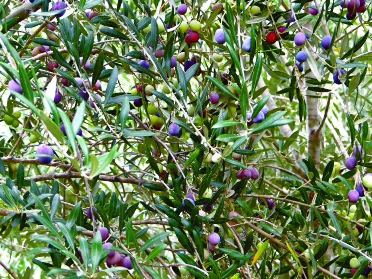 Land to Table TexasGrown Olive Oils The Land Report