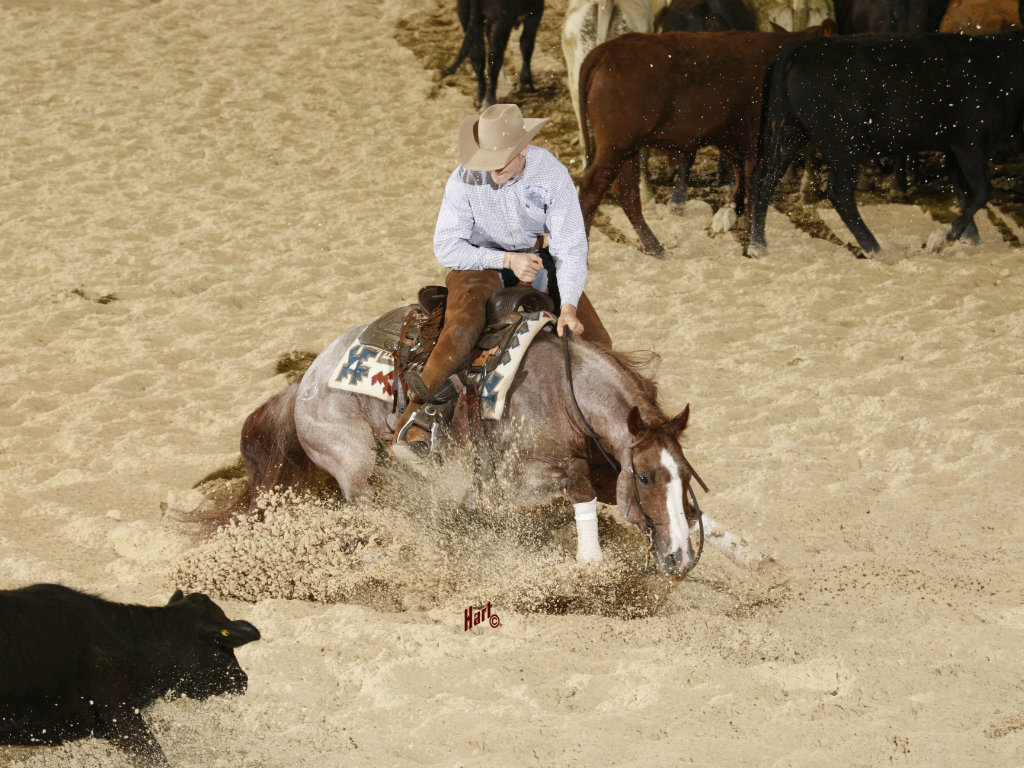 king ranch bred horses