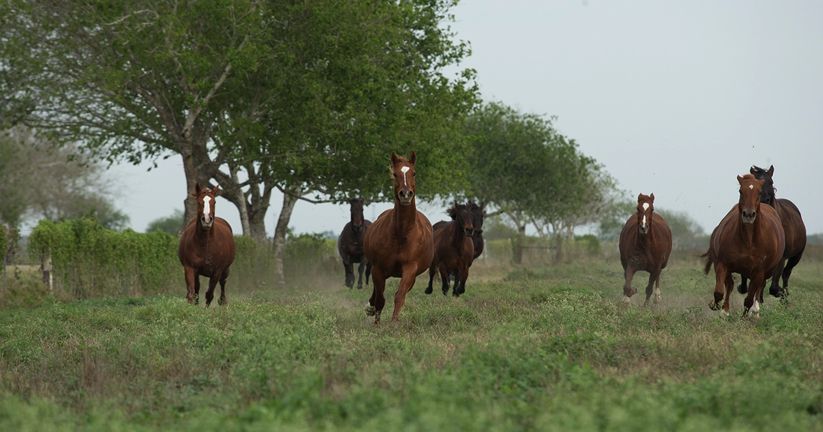 King Ranch, Horses