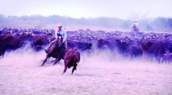 King Ranch Quarter Horses - Great advice from one of King Ranch Quarter  Horses' favorites, the legendary, Buster Welch. • • King Ranch: The  Birthplace of American Ranching®️ • • #kingranch #runningw #