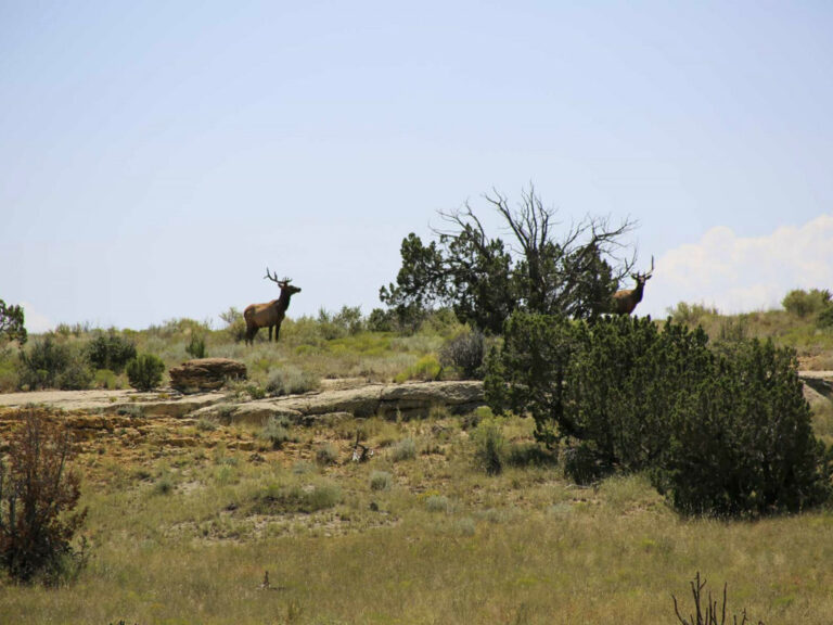 Alamo Ranch The Land Report