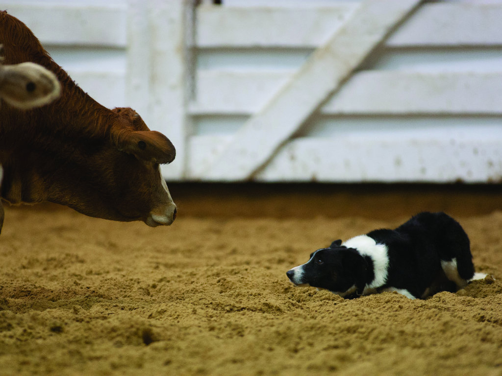 Border collie best sale working cattle