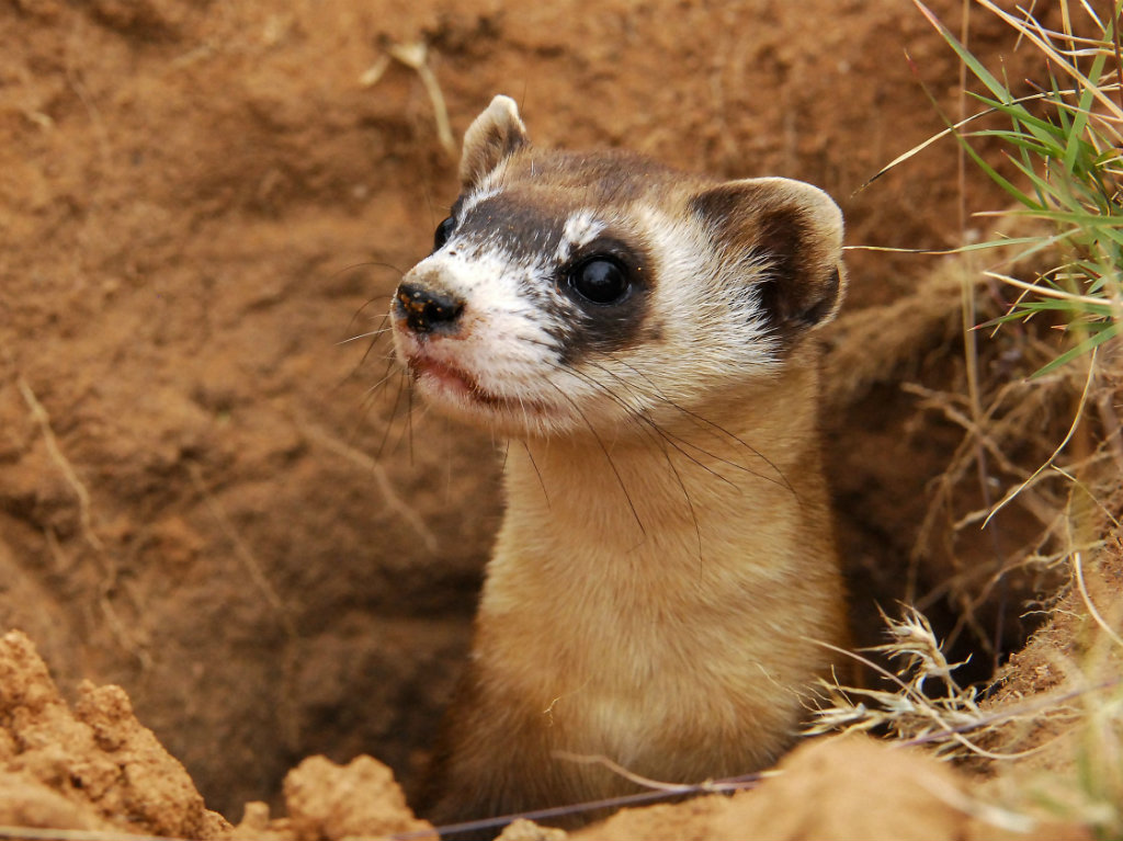 BlackFootedFerret_fi