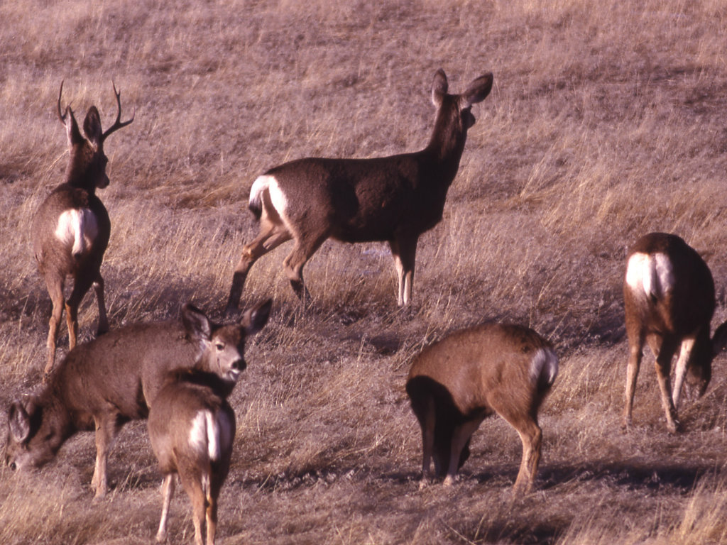 MuleDeerHerd_fi