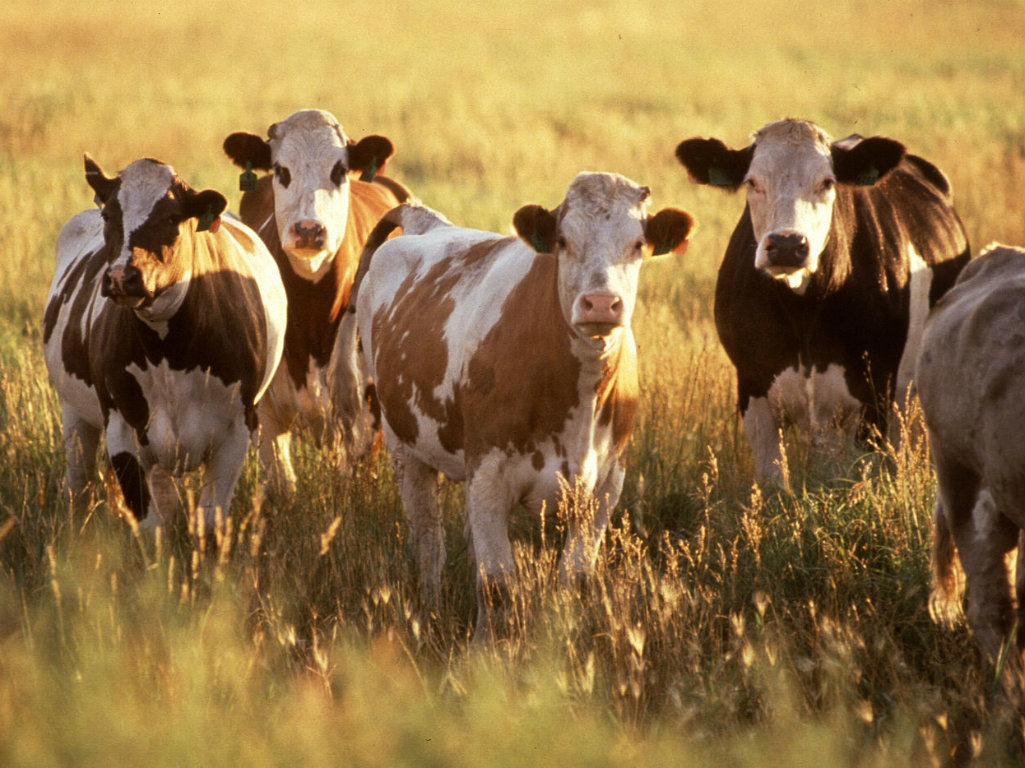 Cattle_fi