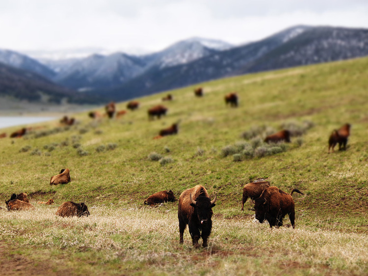 YELLOWSTONE RANCH PRESERVE | The Land Report