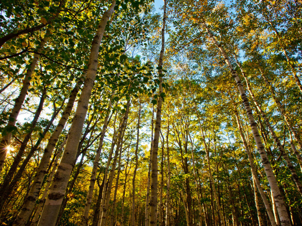 timberlandmaine_fi