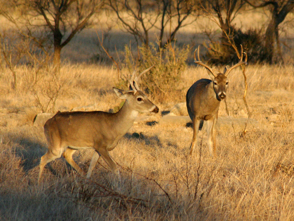 WhitetailDeerTexas_fi