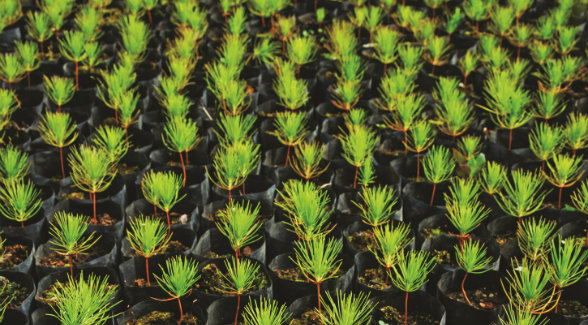 Each year, timber companies plant hundreds of millions of seedlings nationwide.