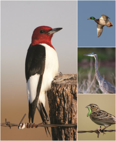 CLOCKWISE FROM UPPER LEFT: The red-headed woodpecker
finds the rich mix of farmland and hardwood bottomland
in the Bois dâ€™Arc drainage ideal habitat. Likewise, the
mallard, great blue heron, and sparrow thrive in the
healthy bottomland nourished by the creek.