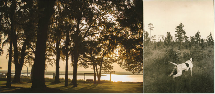 Two-thirds of Cabin Bluffâ€™s 10,300 acres are composed of oak hammocks and pine plantation. The remainder consists of tidal marsh and freshwater lowlands.