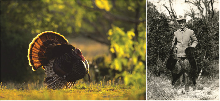 A favorite game of Native Americans, the eastern wild turkey (left) thrives in Georgia and has long been a fixture at Cabin Bluff (right).