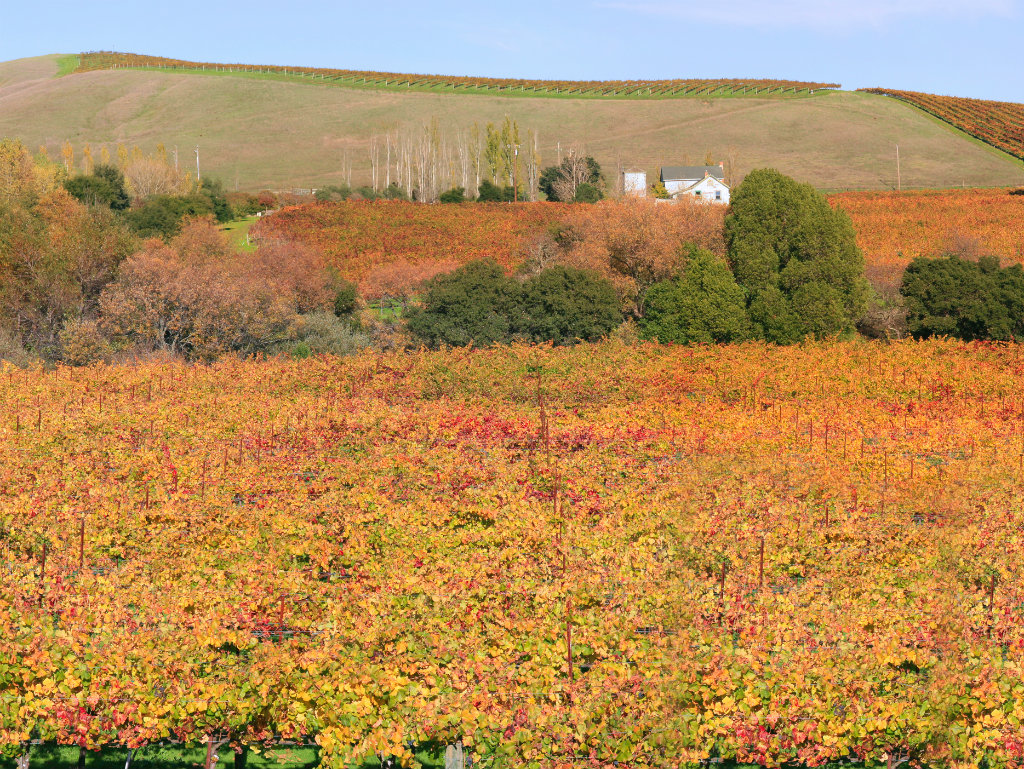 NapaCountyVineyard_fi