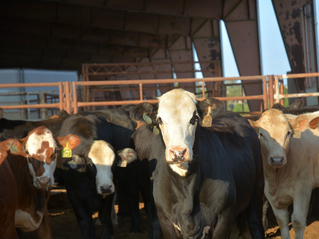 PanhandleCattle_fi
