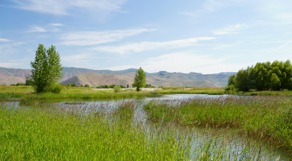 CRITICAL CARE
Existing Big Wood River
diversions and wastewater ponds
have recharged ranch aquifers
and lowered water temperatures
in Silver Creek.