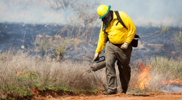 A technician uses a drip torch to initiate a prescribed burn at the Research Ranch. Fire is a natural part of Rolling Plains ecology reducing excessive brush and rejuvenating native grasses and forbs. In 2009, the Research Ranch hosted the first prescribed burn management certification program north of Interstate 10.