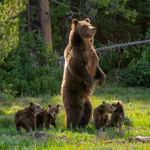 SUPER MOM | Known to researchers as Grizzly 399, this 24-year-old sow is a stellar matriarch. Earlier this year, she emerged from her den with four cubs.