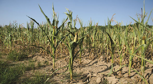 Drought Fails to Dampen Record U.S. Farm Profits