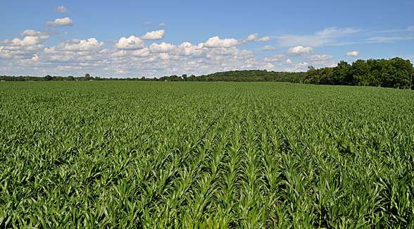 Indiana farmland