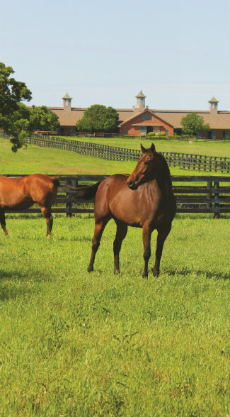 Valor Farm represents the epitome of the North Texas Horse Country, which features one of the largest concentrations of horse farms in the United States with dozens of breeds and disciplines represented.