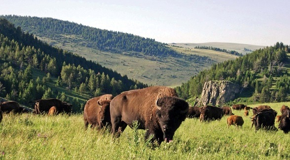 bison588