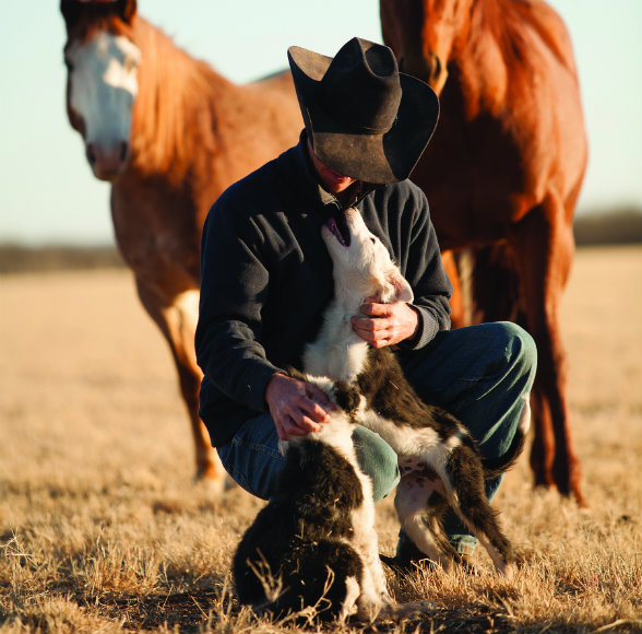 A pair of West Texas border collie pups cuddle up to Hunter Meinzer, son of Land Reporter Wyman Meinzer. 