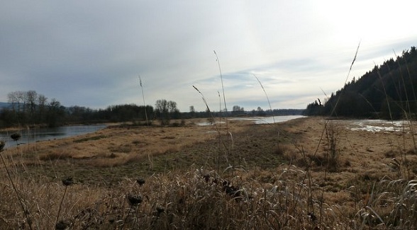 Columbia River Wetlands Restoration Project Begins