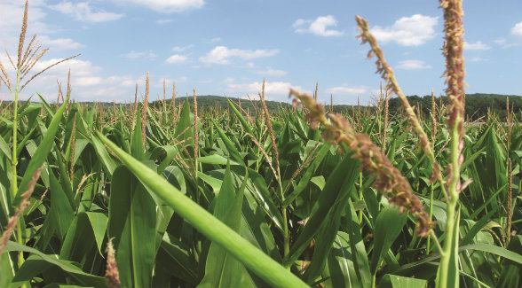 CornField_lg