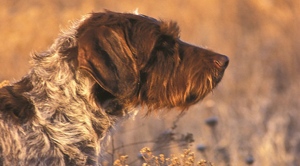 German Wirehaired Pointer