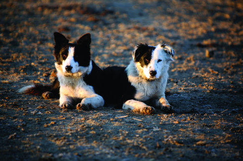 The ways of the American West, including training pups, are practiced on a daily basis by Hearst Ranch hands.