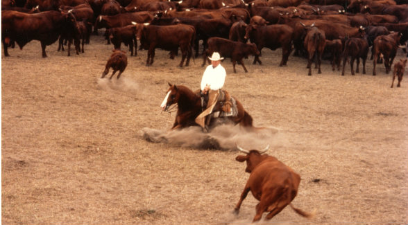 Buster Welch and Peppy San Badger cut a lonely cow out of a sea of Santa Gertrudis also at the Frijol Camp.