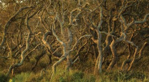 This live oak thicket is typical of the wildness flourishing on Powderhorn Ranch.