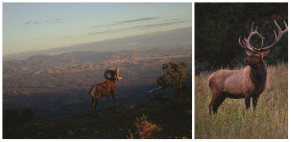 LEFT: A desert bighorn sheep lords over the 360,000-acre Armendaris Ranch. RIGHT: The alpine basins and subalpine forests of 588,000-acre Vermejo Park are home to monster bull elk as well as countless other species.