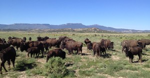 buffalo_view
