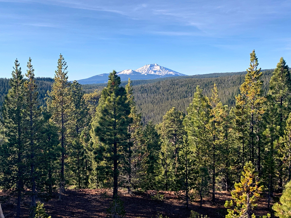 Bull Springs Skyline Forest - The Land Report