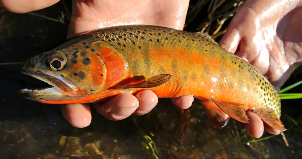 Ted Turner Reserves, Hacienda at Aremendaris, Aremendaris, Ted Turner, Rio Grand Cutthroat