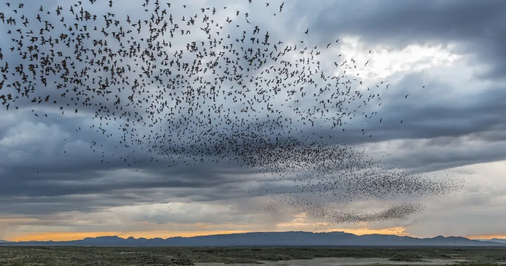Bats, Ted Turner Reserves, Hacienda at Aremendaris, Aremendaris, Ted Turner, Mexican free-tailed bats