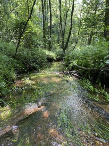 Big Sandy Stream, Land Report, Westervelt Ecological Services, Tuscaloosa, Alabama