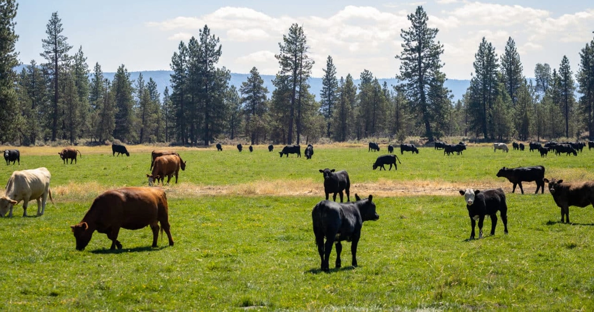 Hat Creek Cattle & Hay Ranch, California Outdoor Properties
