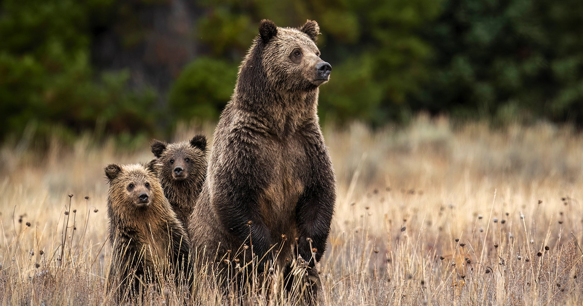 Charlie Lansche, Grizzly, Grizzly Bear, Bear