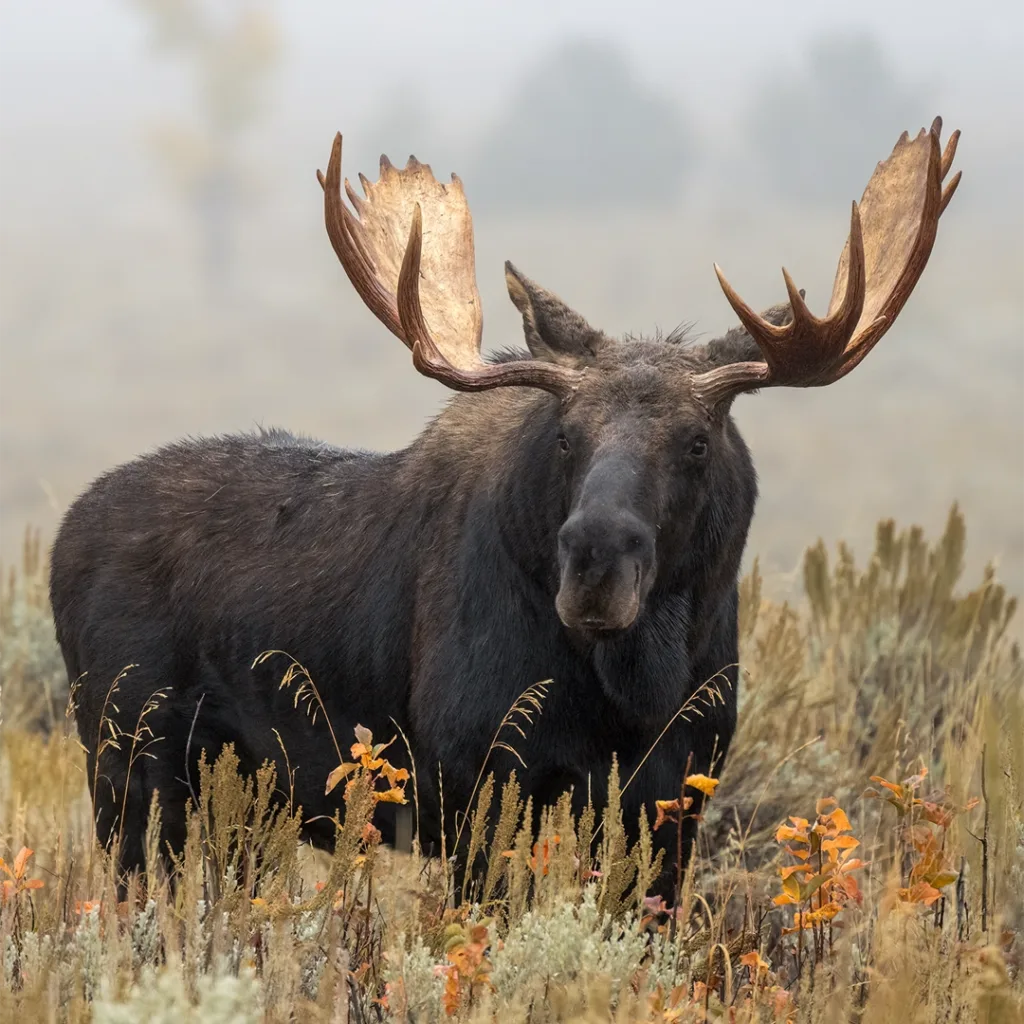 bull moose, moose,Grand Teton National Park