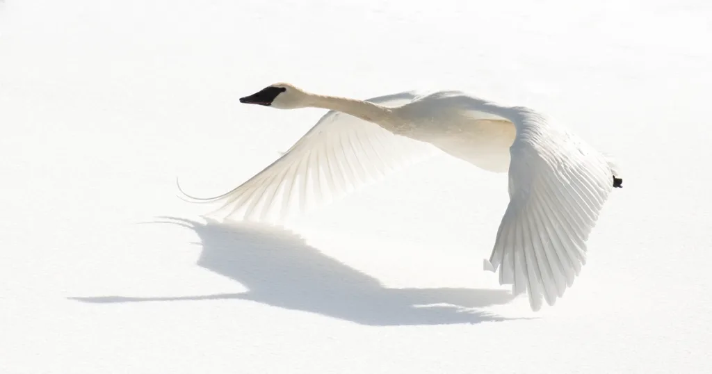 Trumpeter swan, swan