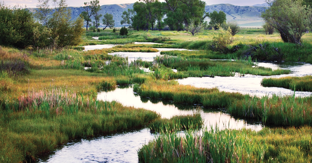 Beartooth Group, Madison Spring Creek