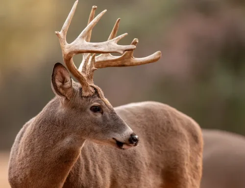 Westervelt Takes Point on Chronic Wasting Disease