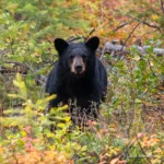 Black Bear in Woods