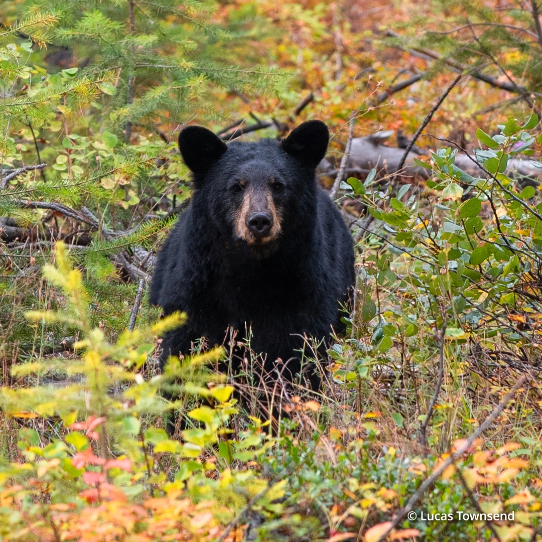 Black Bear in Woods