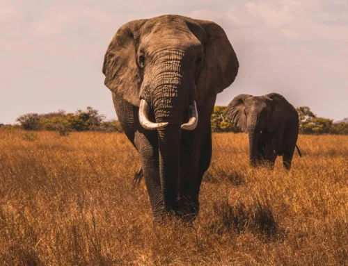 2025 DSC Summer Expo & DSC Foundation Gala