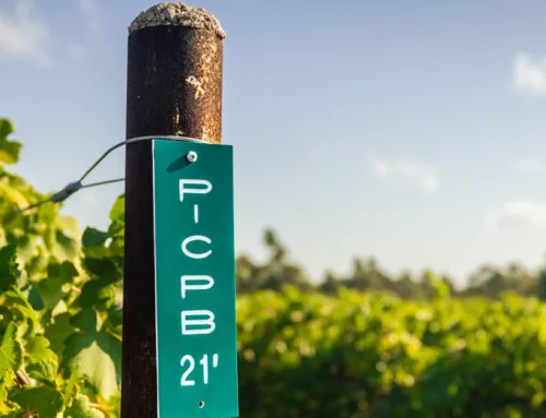 Texas Vineyard Market Blooms